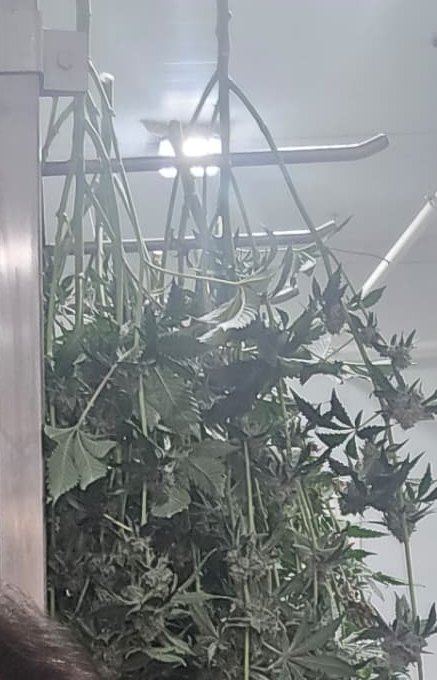 ענפי קנאביס בחדר ייבוש